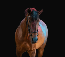 Obraz premium Horse with holi powder