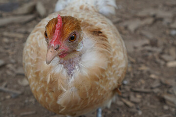 Portrait of chicken in the farm
