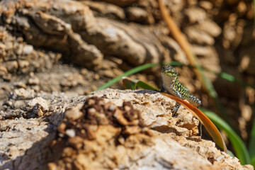 Sicilian wall lizard or Podarcis waglerianus on rocky terrain