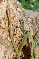 Sicilian wall lizard or Podarcis waglerianus on rocky terrain