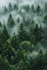Obraz premium Mystical forest with misty trees, high angle view, grey sky, green pine tree foliage, nature photography