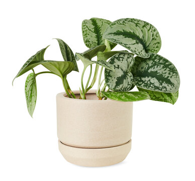 Silver lady pothos png mockup in a ceramic pot