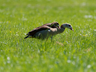 Nilgans, Alopochen aegyptiaca.
