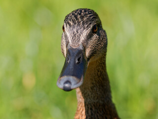 Stockente, Anas platyrhynchos .