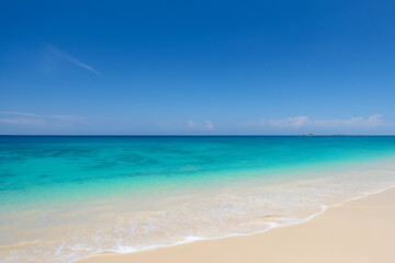 Fototapeta premium beach with trees