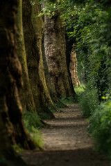 the trees have been lined up on the side of the trail