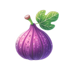 Fig Fruit Illustration watercolor - Fresh Fig Fruit