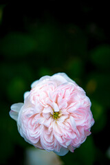 Roses are blooming in the garden.