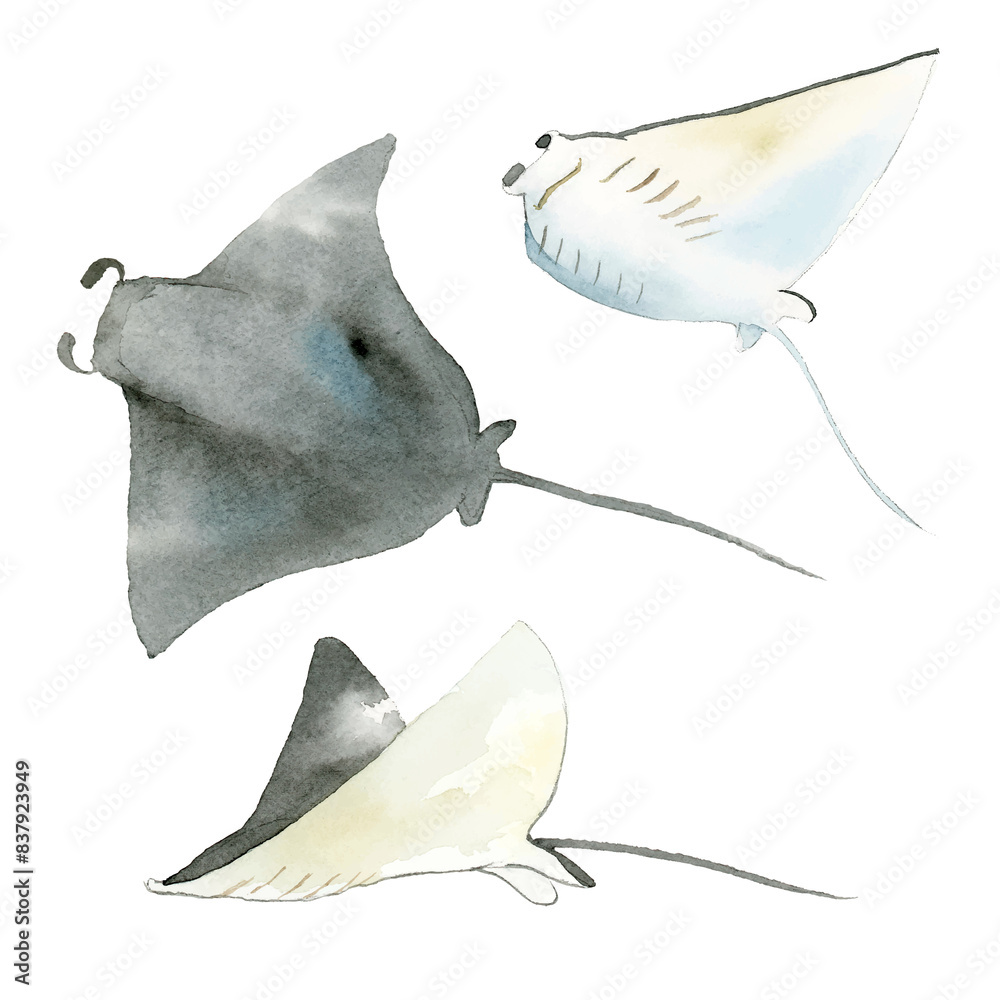 Wall mural watercolor painted manta ray transparent png