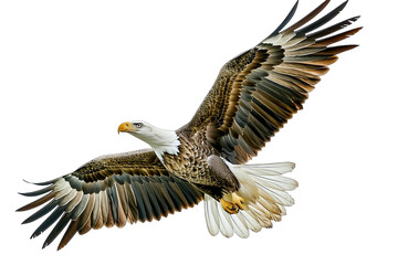 Close Up Of White Eagle Flying On Transparent Background