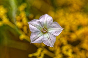 Pretty, tiny Cape Bindweed wildflower in the Rooiberg Mountains in the Little Karoo, Western Cape,...