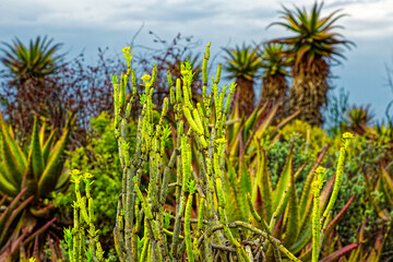 Euphorbia plant known as Pencil Milkbush with line green branches growing near the Rooiberg...
