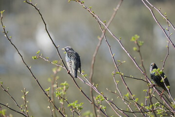 Star, Sturnus vulgaris, Gemeiner Star