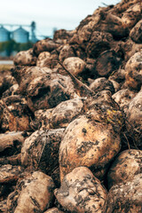 Sugar beet pile after harvest