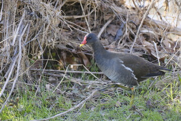 Teichhuhn, Teichralle, Gallinula chloropus