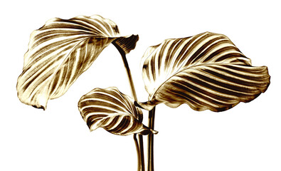 Shiny golden calathea leaves design element