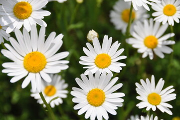 daisies in a field