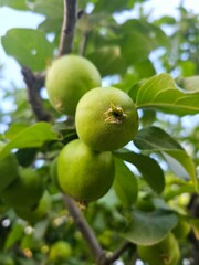 apples on tree