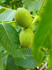green walnuts on tree