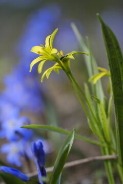 Wald-Gelbstern, Gagea lutea