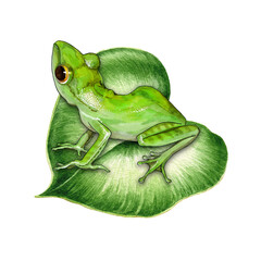 Cute funny green frog sitting on a water lily leaf. Watercolor painted illustration. Hand drawn cute amphibian. Green frog perched on a water plant leaf element. Isolated on white background