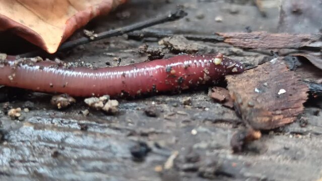 red worms walk in the yard