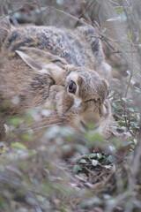 Feldhase, Lepus europaeus