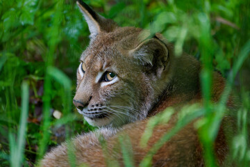  Eurasischer Luchs, Nordluchs, Lynx lynx, Luchs.