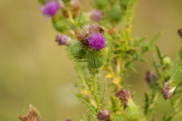 Closeup of bull thistle bud with green yellow blurred background