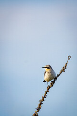 A male northern wheatear sits on the branch toward the camera lens on a sunny summer day.