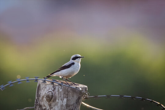 On a sunny summer evening, a male northern wheatear sits on a wooden stick with a green-grey background with copyspace.
