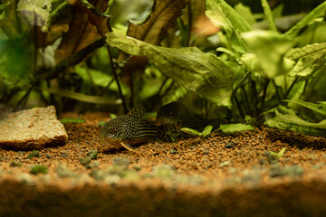 Yellow fish in the aquarium. Aquaristics at home. A hobby for the soul