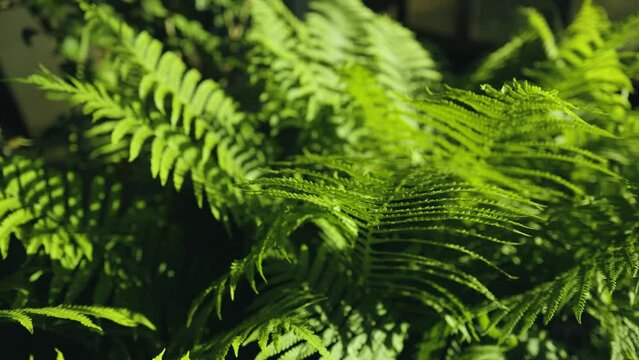 close up of green ferns in a botanical garden.