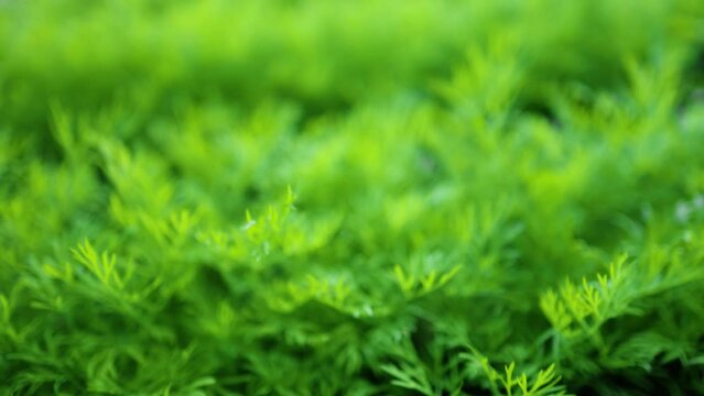 Fresh dill Anethum graveolens growing on the vegetable bed. Annual herb, family Apiaceae. Growing fresh herbs. Green plants in the garden, ecological agriculture for producing healthy food concept