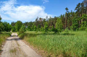 road in the forest