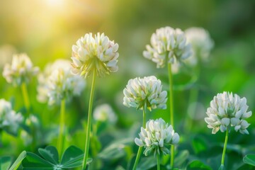 Fototapeta premium A close-up photograph of white clover flowers blooming in a lush green meadow, bathed in the warm glow of sunlight