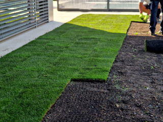laying grass turf in the family garden. a roll of sod is driven onto the plowed surface of the soil. development and paving is important against erosion and drying out