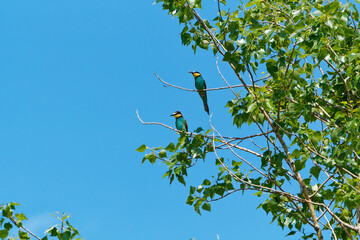 Europäischer Bienenfresser, Bienenfresser, Merops apiaster