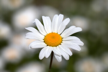 Closeup of a white Daisy flower (unknown Variety) in a cottage garden in early summer
