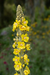 Closeup of flowrs of great mullein (Verbascum thapsus) in a garden in early summer
