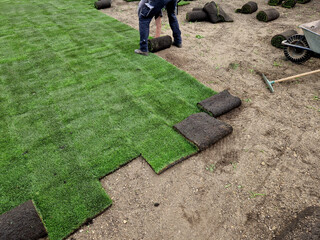 laying grass turf in the family garden. a roll of sod is driven onto the plowed surface of the...