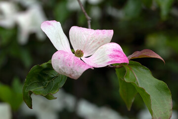 Closeup of single flower of Cornus x kousa ‘Venus’ in a garden in early summer