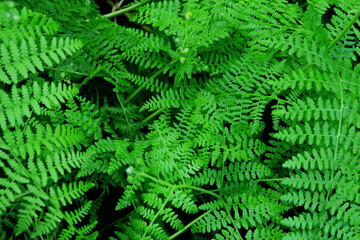 Abstract green fern leaf texture, nature background, tropical leaf