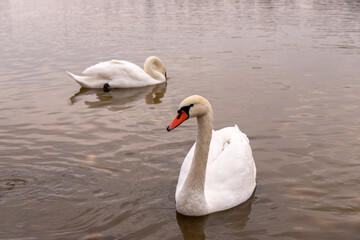 Beautiful white swan on the lake.