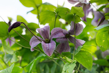 Closeup of flower of Clematis 'Pagoda' in a cottage garden in early summer © Chris Lawrence