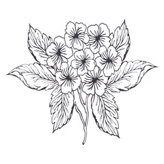 Hydrangea with leaves Line art of a flower hydrangea bouquet. The flowers are arranged in a way that makes them look like they are in a vase. Scene is elegant and sophisticated