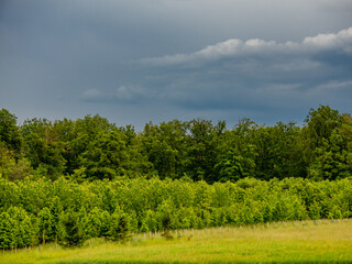 Baumschule am Waldrand