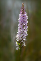 Closeup of flower spike of common spotted orchid (Dactylorhiza fuchsii) in a meadow in the early summer