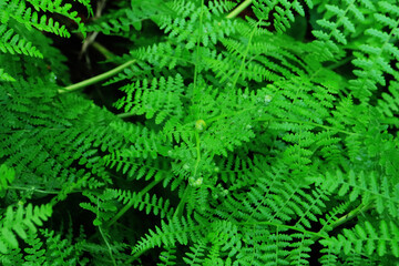 Abstract green fern leaf texture, nature background, tropical leaf