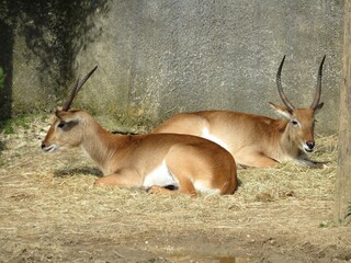 antilope